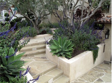 Fox Tail Agave with salvia, trailing rosemary and olive trees. Texas Xeriscape, Drought Tolerant Front Yard, Curved Steps, Olive Trees Landscape, Mexican Sage, Foundation Design, Xeriscape Landscaping, Agave Attenuata, Succulent Design