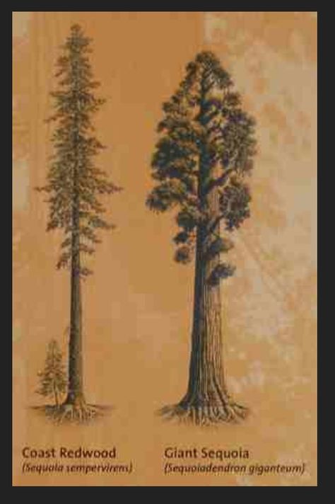 Redwood vs sequoia. Redwood Tattoo Ideas, Coastal Redwood Tattoo, Redwood Tattoo Small, Sequoia Tattoo, Redwood Tree Tattoo, Redwood Tattoo, Outdoor Tattoo, Tree Tat, Tree Tattoo Meaning