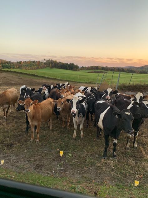 Herd Of Cows, Farm Lifestyle, Western Life, Ranch Life, After Life, Winning The Lottery, Cute Cows, Future Life, Cuteness Overload