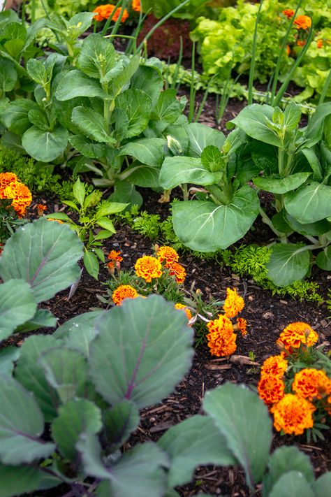 Growing Marigolds, Companion Planting Vegetables, Companion Gardening, Garden Companion Planting, Small Vegetable Gardens, Vegetable Garden Planning, Backyard Vegetable Gardens, Garden Wallpaper, Garden Veggies