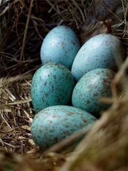 Spring Robin Eggs, Bird Nests, Egg Nest, Speckled Eggs, Kodak Moment, Blue Eggs, By Any Means Necessary, Bird Eggs, Perfect Blue