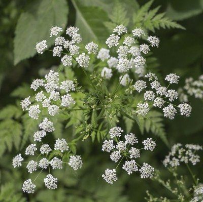 Poison Hemlock, Common Wildflowers, Deadly Plants, Daucus Carota, Ivy Plants, Poisonous Plants, Invasive Plants, Plant Problems, Plant Guide