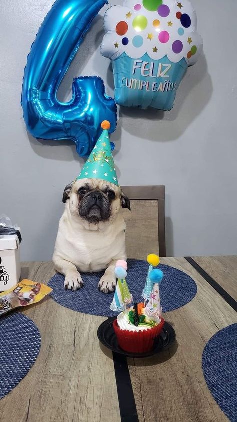 All Pug Lovers | Hello Guy happy new year and today is Felix 4th birthday I’m inviting all your blessings and compliments | Facebook Birthday Pug, Pug Birthday, 4th Birthday Party, Melting Moments, Dog Birthday Cake, Dog Birthday Party, Gift Boyfriend, Pug Lover, 4th Birthday Parties