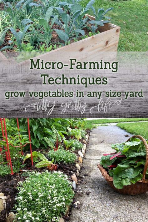 Micro Farming Techniques Micro Farming, Permaculture Garden, Micro Garden, Micro Farm, Funny Vine, Homesteading Ideas, Taman Diy, Farming Techniques, Jardim Diy