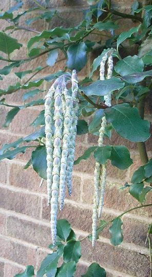 climbing plants : Garrya elliptica 'James Roof' Garrya Elliptica, Basement Garden, February Art, Black Shed, Evergreen Climbers, Indie Decor, Garden Picture, Air Purifying House Plants, Garden Tags