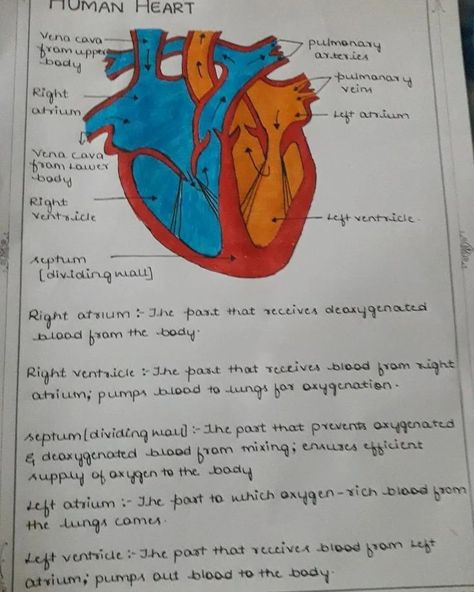 Every heartbeat tells a story! 🫀🌱Discover the structure of the human heart with my notes! #HeartAnatomy #Learning #class10biology #examnotes #biologynotes #humanheart #notes Heart Structure Diagram, Commerce Notes, Heart Structure, Heart Diagram, Biology Projects, The Human Heart, Heart Anatomy, My Notes, Biology Notes