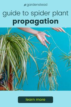 Propagating Spider Plants Baby, Spider Plants Care, Propagating Spider Plants, Painting Containers, Spider Plant Propagation, Safe House Plants, Spider Plant Care, Spider Plant Babies, Airplane Plant