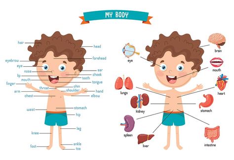 Looking for ways to teach your child the names and functions of human body parts? Click the link to learn about some amazing teaching tricks. Internal Body Parts For Kids, Body Parts For Kids, Big Green Monster, Body Human, John Clark, Stem Classroom, Human Body Parts, Wedding Brochure, Child Smile