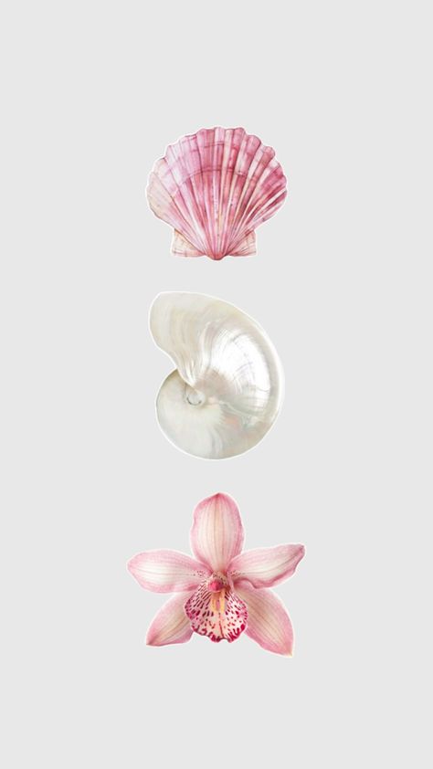 Seashell Wallpaper, Iphone 11 Wallpaper, 11 Wallpaper, Wallpaper Girly, Scrapbook Art, Cute Flower Wallpapers, Cute Love Images, Beach Wallpaper, Pink Iphone