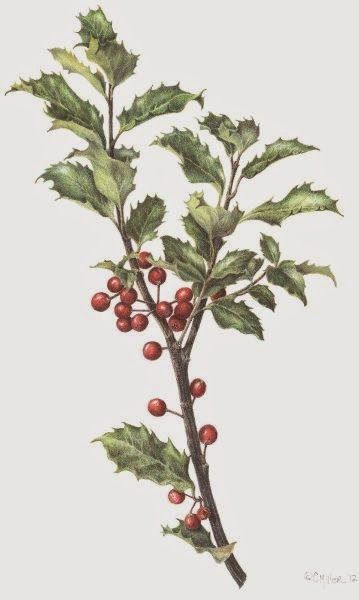 Holly Branch Drawing, Holly Bush Tattoo, Holly Tree Tattoo, Berry Bush Drawing, Holly Flower Drawing, Holly Branch Tattoo, Holly Leaf Tattoo, Holly Berry Tattoo, Holly Drawing