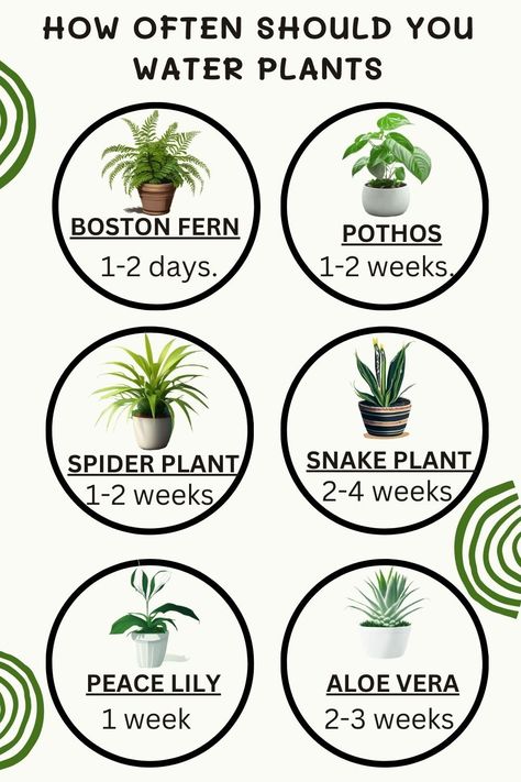 Spider Plant Planter Ideas, Boston Fern Care, Peace Lily Care, Safe House Plants, Spider Plant Care, Water Plants Indoor, Plant Jungle, Garden Companion Planting, Boston Fern