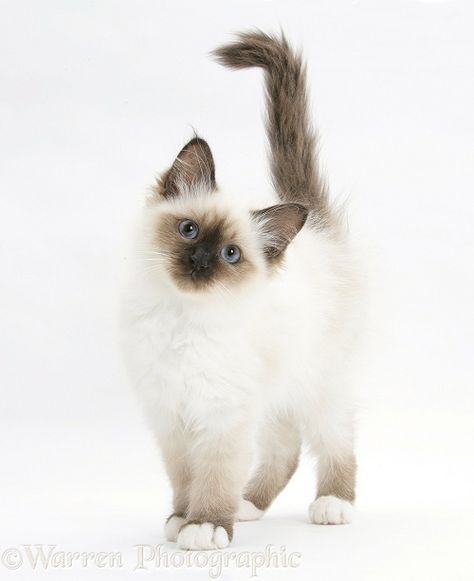 Photograph of Birman kitten. Rights managed white background image. Birman Cat Kitten, Birman Cat Aesthetic, White Cat Photography, Cat White Background, Birman Kittens, Kitten Breeds, Domestic Cat Breeds, Kitten Images, Birman Cat