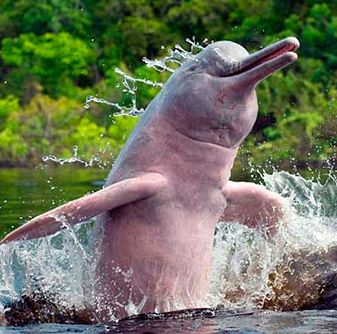 Pink Amazon River Dolphin, Pink River Dolphin, Dolphin Facts, Pink River, River Dolphin, Luxury Boat, Pink Dolphin, Amazon River, A Dolphin