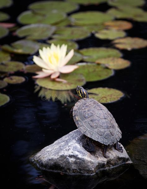 Freshwater Turtles, Idea Paint, Turtle Lake, Wood Turtle, Box Turtle, Turtle Art, Nature Plants, Reptiles And Amphibians, Sumi E