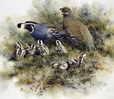 California Quail Family by Joe Garcia Watercoloring Flowers, Quail Art, Quail Family, California Quail, Quails, Bird Paintings, Chicken Art, Wildlife Paintings, Desert Art