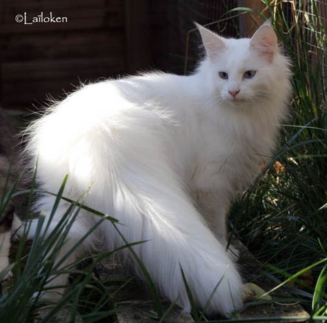 Photo Chat Angora Gris #photo #animaux #animal Big House Cats, Toxic Plants For Cats, Turkish Angora Cat, Cats White, Domestic Cat Breeds, Angora Cats, Dream's Cat, Cat Plants, Image Chat