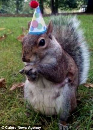 Squirrels Dressed Up | Suave: Sneezy has been pictured wearing a range of cute outfits ... Happy Birthday Squirrel, Birthday Squirrel, Happy Birthday Mike, Happy Birthday Boss, Squirrel Funny, Happy Birthday Posters, Happy Birthday Meme, Happy Birthday Funny, Happy Birthday Pictures