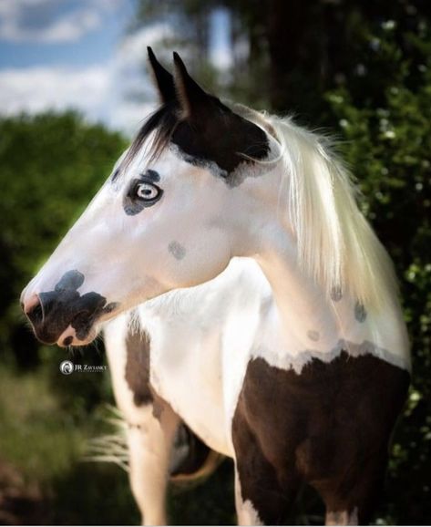 JR Zaviasky Photography Rare Horse Colors, Baroque Horse, Unusual Horse, Stock Horse, Horse Crazy Girl, Different Horse Breeds, Horse Markings, Horse Breeder, American Paint Horse