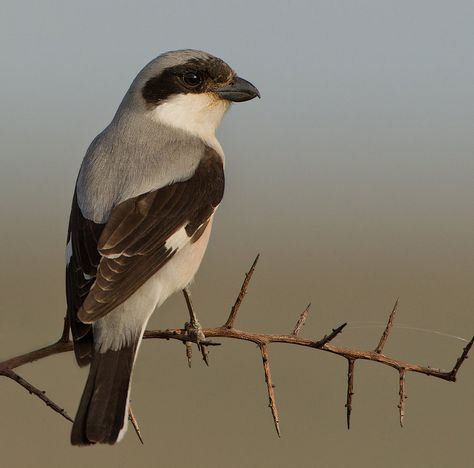 Sunrise in your eyes - Lesser Grey Shrike by Jamie-MacArthur on DeviantArt Shrike Tattoo, South African Animals, South African Birds, Tattoos Infinity, Wildlife Biologist, Bird Identification, Tattoos Mandala, Inspiration Tattoo, Tattoos Geometric