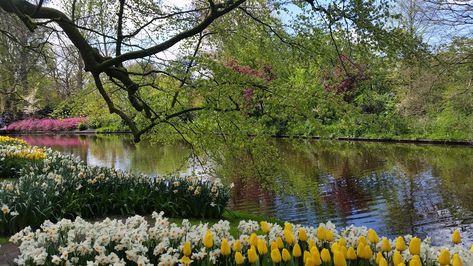 One of many pictures on perfect day in tulip season at Keukenhof, Netherlands. Would appreciate credit if you share for personal use. All commercial use is denied. Dekstop Walpapaper Aesthetic Hd 1080p, Tulip Season, Iphone Design, Laptop Wallpaper, Desktop Wallpaper, Netherlands, Hd Wallpaper, Aesthetic Wallpapers, Tulips