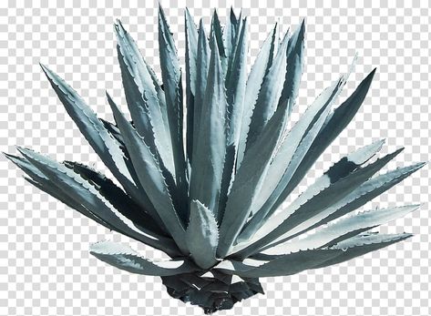 Tequila Plant, Tequila Agave, Tree Photoshop, Panoramic Art, Mexico History, Mexican Flowers, Blue Agave, Aloe Vera Plant, Agave Plant