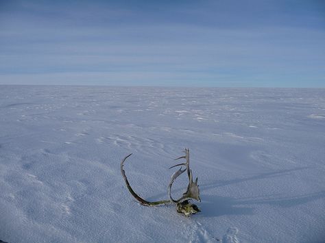 Skull on frozen tundra Arctic Horror, Tundra Aesthetic, Dnd Worldbuilding, Dark Deck, Ranger Dnd, Frozen Tundra, The Thing 1982, The Long Dark, Folk Magic