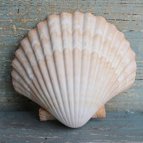 Beach Themed Wedding Favors, Sea Shell Wedding Decor, Botanical Sketchbook, Beach Themed Wedding, Seashell Wedding, Carved Wood Wall Art, Yellow Cups, Surf Decor, Home Beach