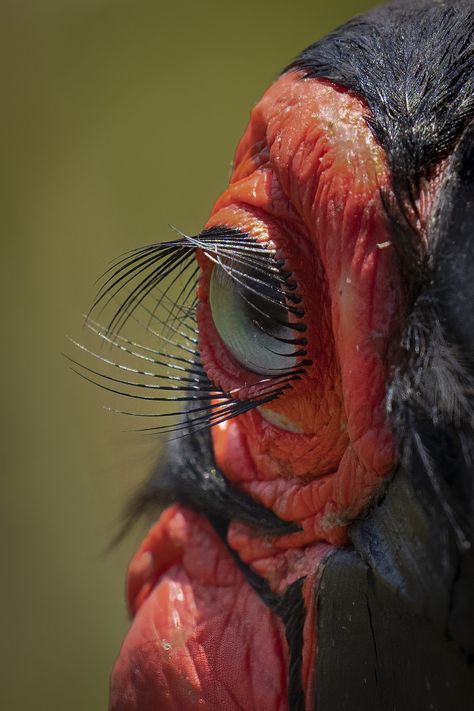 Ground Hornbill, Bird Portrait, Cool Animals, Animal Reference, Pretty Animals, Animal References, Ethereal Art, Birdwatching, Weird Animals