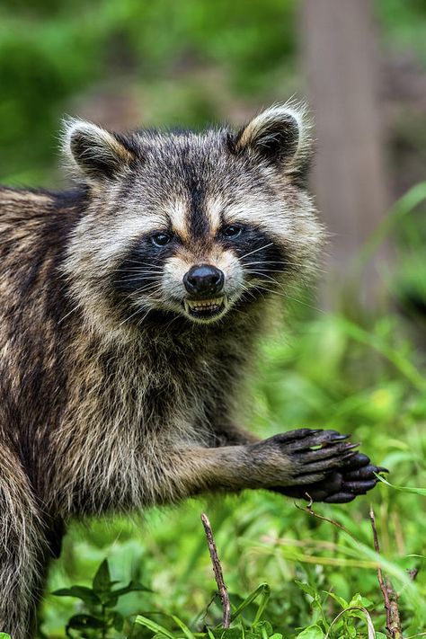 Raccoon Smiling, Raccoon Reference, Raccoon Photography, Raccoon Photos, Raccoon Teeth, Animal Close Up, Trash Pandas, Analogous Color Scheme, Wild Animals Photos