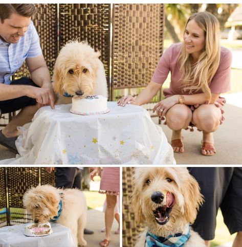 Gender Reveal Cake For Dogs, Gender Reveal Ideas Dog, Dog Gender Reveal Cake, Dog Gender Reveal Ideas, Gender Reveal Ideas With Dog, Gender Reveal Intimate, Gender Reveal With Dog, Cake For Gender Reveal, Dog Gender Reveal