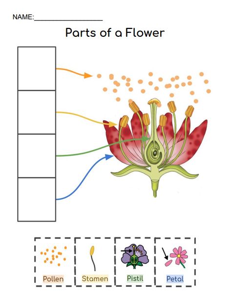 Parts Of A Flower Worksheet Preschool, Part Of Flower Worksheet, Parts Of Flower Project, Diagram Of A Flower, Parts Of Flower, Part Of Flower, Flower Worksheet, Stem Supplies, Female Parts