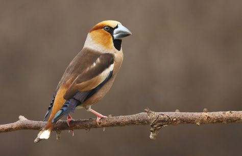 Hawfinch by CyprianMielczarek.deviantart.com on @deviantART Hawfinch, Chaffinch, Exotic Birds, Colorful Birds, Wild Birds, Photo Canvas, Beautiful Birds, Colour Palette, Social Community