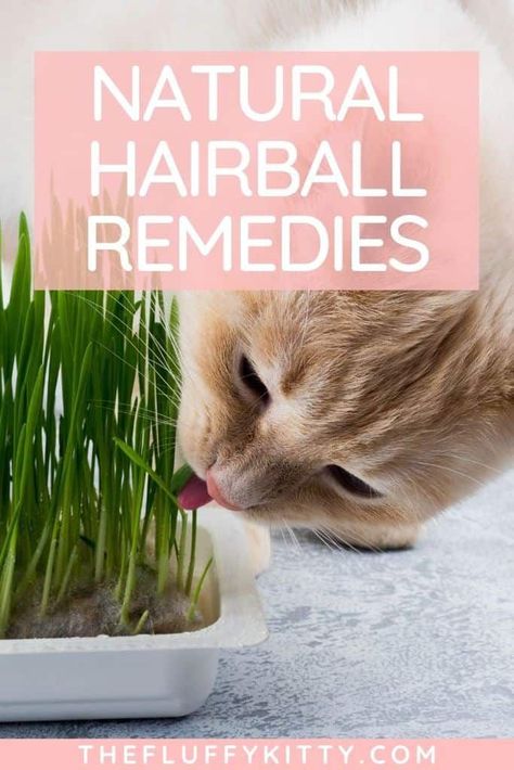 Hairball Remedy For Cats, Cat Grooming Styles, Cat Remedies, Diy Cat Food, Healthy Cat Food, Fluffy Kitty, Cat Medicine, Natural Pet Care, Cat Diet