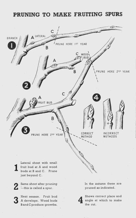 Pyrus Communis, Apple Tree Care, Pruning Apple Trees, Espalier Fruit Trees, Dig For Victory, Prune Fruit, Pruning Fruit Trees, Growing Fruit Trees, Cherry Apple