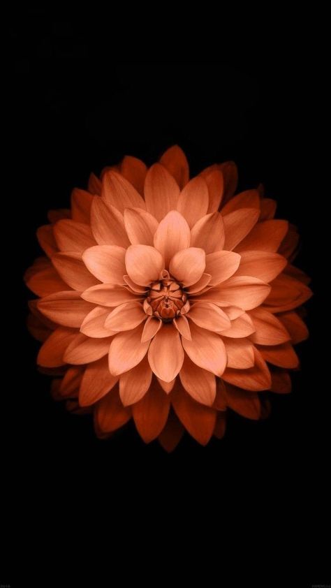 Iphone 6 Flower Wallpaper, Chat Wallpaper, Chat Wallpaper Whatsapp, Samsung Wallpaper Android, Free Android Wallpaper, Wallpaper Whatsapp, Samsung Galaxy Wallpaper Android, Amazing Dp, Best Flower Pictures