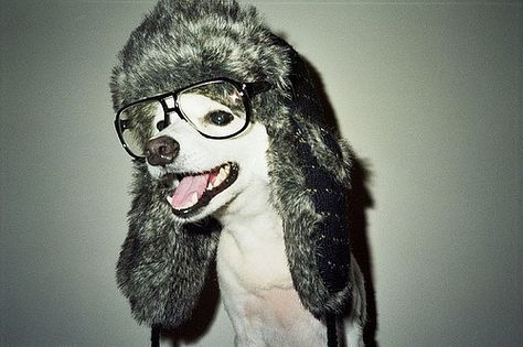 aww Uk Icon, Hipster Dog, Silly Dogs, Matt Bomer, Chris Pine, Bad Dog, Wearing Glasses, Silly Animals, Paul Walker