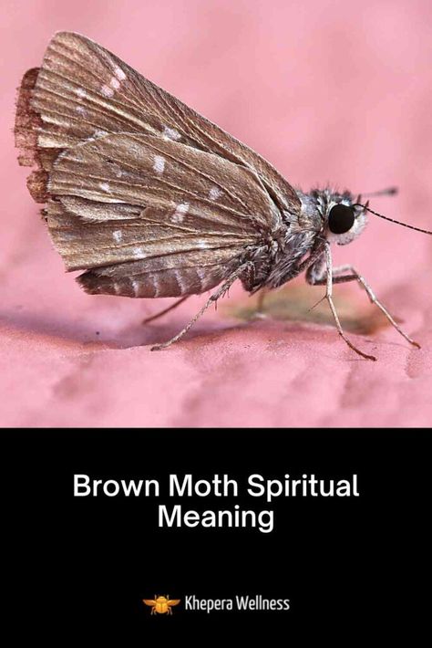 Brown Moth Spiritual Meaning, Moth Spiritual Meaning, Moth Meaning, Giant Moth, Brown Moth, Animal Meanings, Spiritual Animal, Moth Caterpillar, Bad Luck