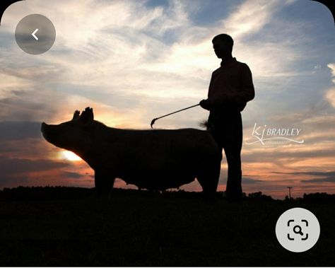 Show Pig Photography, Senior Pictures With Pigs, Show Pig Senior Pictures, Pig Photoshoot, Livestock Senior Pictures, Western Photoshoot Outfits, Livestock Pictures, Showing Pigs, Farm Senior Pictures