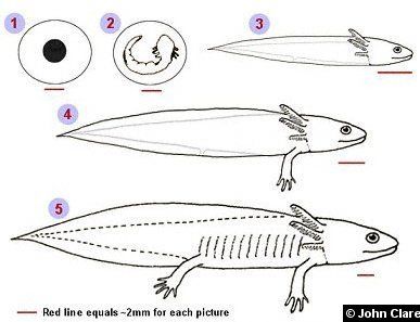 Axolotl life cycle Creature Concept Art, Character Sketch, Creature Concept, Life Cycle, Life Cycles, Toy Sets, Amphibians, Google Sites, Google Workspace