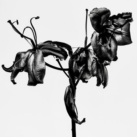 Dark Tattoos Aesthetic, Withered Flowers Drawing, Withered Flower Illustration, Withered Flower Tattoo, Withered Flower Aesthetic, Withered Flower Drawing, Tattoo 2022, Withered Flower, Wilted Flowers