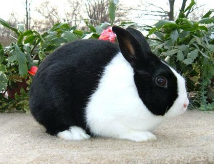 The Dutch rabbit is a suitable pet for both children and adults. The Dutch is generally good-natured and quite sociable with a great personality and can be very energetic. Baby Rabbits Cute, Rabbits Cute, Dutch Shepherd Dog, Baby Rabbits, Dutch Rabbit, Primitive Rabbit, Rabbit Breeds, Indoor Rabbit, Bunny Cages