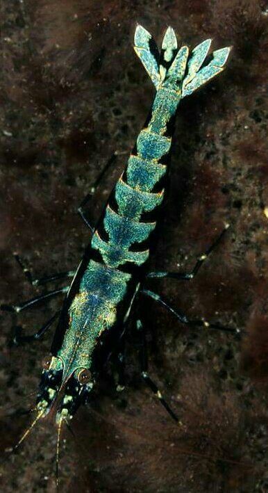 Fresh Water Shrimp, Water Insects, Shrimp Tank, Aquascape Aquarium, Deep Sea Creatures, Beautiful Bugs, Aquatic Animals, Arthropods, Crustaceans