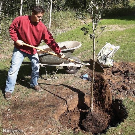 Timothy Green, Planting Shrubs, Garden Shrubs, Plant A Tree, Tree Care, Beautiful Flowers Garden, Tree Roots, Garden Trees, Trees And Shrubs