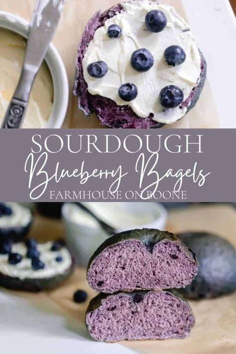 You will love this delicious sourdough blueberry bagel recipe. These chewy bagels not only taste good, but they have the most striking purple color. #farmhouseonboone #blueberrysourdoughbagels #sourdoughbagels Sourdough Blueberry Donut Recipe, Blueberry Bagel Recipe, Ancestral Eating, Pregnant Food, Blueberry Sourdough, Scrappy Cooking, Blueberry Bagels, Sourdough Blueberry, Recipe Using Sourdough Starter