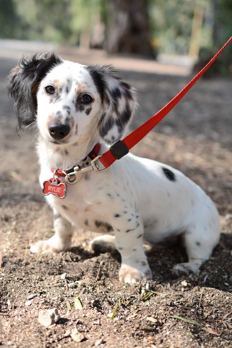 Rylie, long haired piebald dachshund Piebald Dachshund, Daschund Puppies, Dachshund Breed, Dachshund Funny, Clever Dog, Long Haired Dachshund, Popular Dog Breeds, Most Popular Dog Breeds, Love My Dog