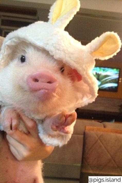 Pig Pictures, Cute Piglets, Baby Farm Animals, Cute Animals Puppies, Cute Piggies, Pet Pigs, Baby Animals Pictures, Baby Pigs