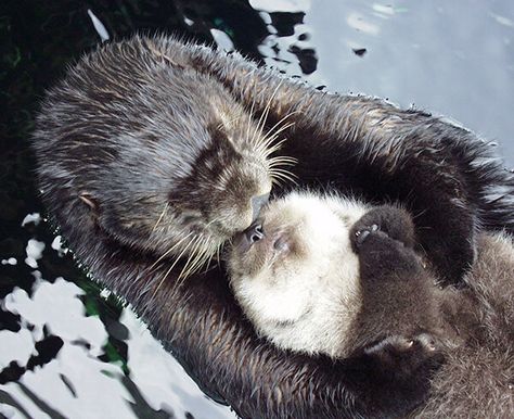 Mother Sea Otter and Pup Boop Noses — The Daily Otter Otters Floating, Otter Spirit Animal, Baby Sea Otters, Otter Pup, River Otters, Otter Love, Sea Otters, Baby Otters, Cute Kawaii Animals