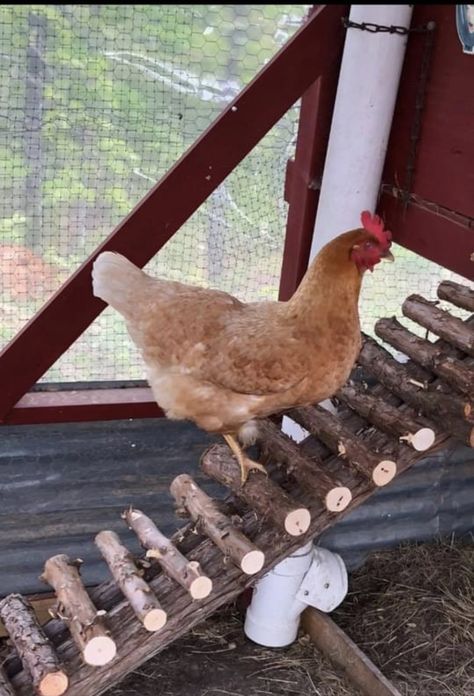 Beautiful Farms, Chicken 101, Mini Farming, Chicken Rearing, Chicken Houses, Chicken Roost, Farm Hacks, Cute Chicken Coops, Chicken Coop Garden