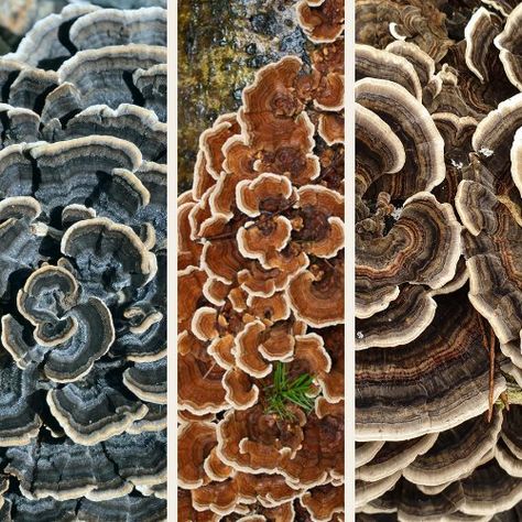 17 Turkey Tail Mushroom Facts At A Glance Turkey Tale Mushroom, Turkey Tail Mushroom Recipe, Turkey Tail Mushroom Benefits, Mushroom Facts, Diy Mushrooms, Herbal Knowledge, Mushroom Photos, Herb Magic, Turkey Tail Mushrooms