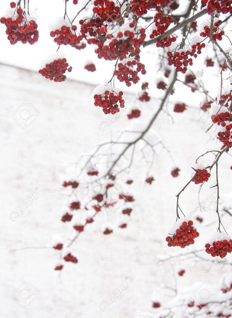 Hawthorn branch with red berries ("Mind the thorns") Cranberry Branch, Regan Walker, Christmas In Scotland, Scottish Christmas, Red Berries, The Crown, Cranberry, Tartan, Christmas